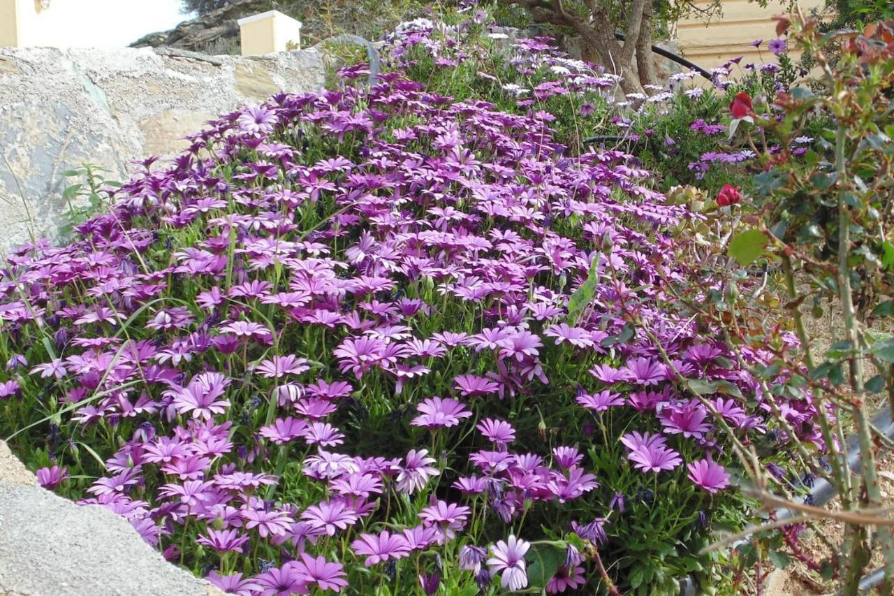 Olenia Residence Agia Pelagia  Buitenkant foto