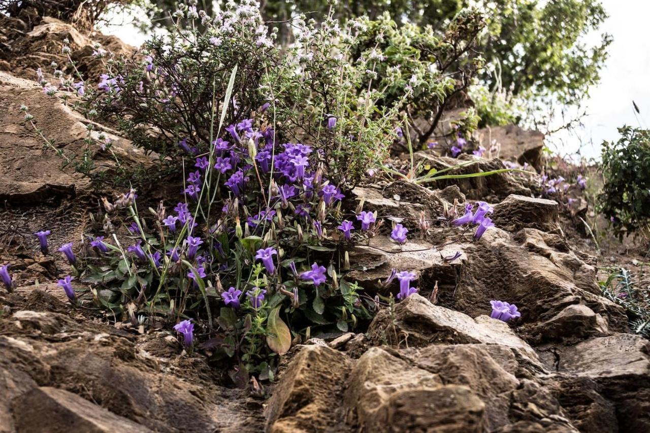Olenia Residence Agia Pelagia  Buitenkant foto