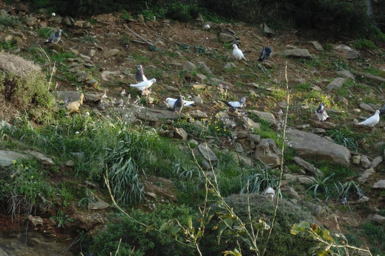 Olenia Residence Agia Pelagia  Buitenkant foto